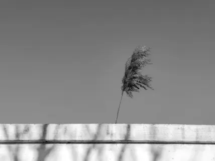 Καζίνο Ναπολι Κινητη εφαρμογη